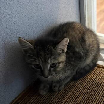 Domestic Short Hair Cats Available for Adoption in Quakertown, Pennsylvania - Sabrina | PetCurious
