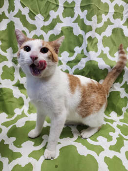 Rescue Tabby Cats for Adoption in Evansville, Indiana - Professor Snape | PetCurious