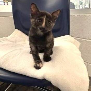 Chips -  Domestic Short Hair Cat for Adoption in Phoenix, Arizona - Chips | PetCurious
