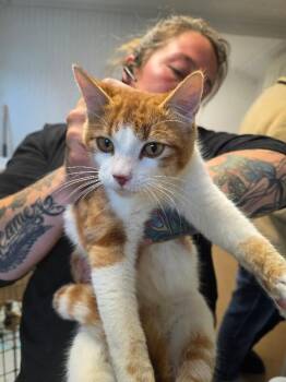 Rescue Domestic Short Hair Cats for Adoption in Zimmerman, Minnesota - Lincoln | PetCurious