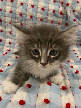 Domestic Long Hair Cats Available for Adoption in Vacaville, California - E. T. | PetCurious