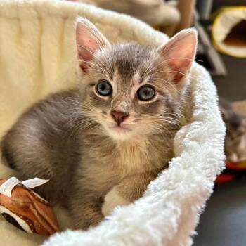 Sage -  Domestic Short Hair Cat for Adoption in Fort Lauderdale, Florida - Sage | PetCurious
