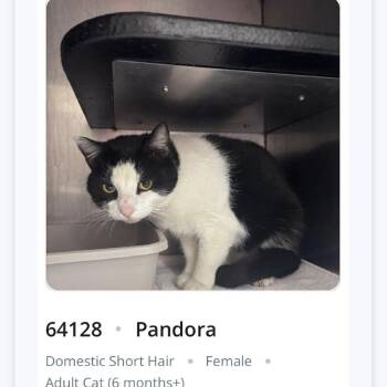 Pandora -  Domestic Short Hair Cat for Adoption in South Riding, Virginia - Pandora | PetCurious