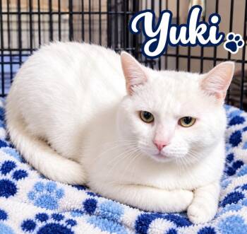 Yuki -  Domestic Short Hair Cat for Adoption in Dalton, Georgia - Yuki | PetCurious