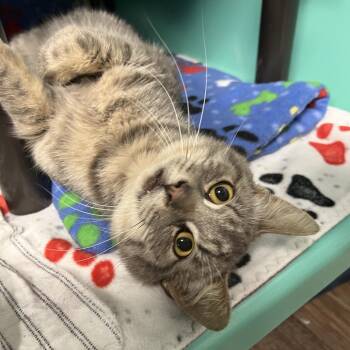 Nolan -  Domestic Short Hair Cat for Adoption in Owosso, Michigan - Nolan | PetCurious