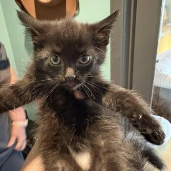 Domestic Short Hair Cats Available for Adoption in Johnstown, Pennsylvania - Little Caesar | PetCurious