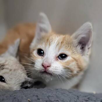 Spyder -  Siamese Cat for Adoption in Las Vegas, Nevada - Spyder | PetCurious