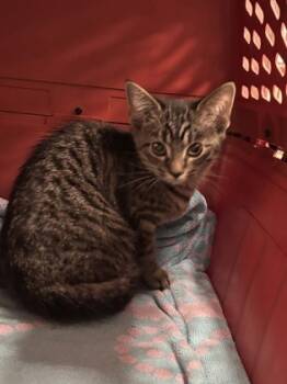 Rescue Domestic Short Hair Cats for Adoption in Batavia, Ohio - Gunther | PetCurious