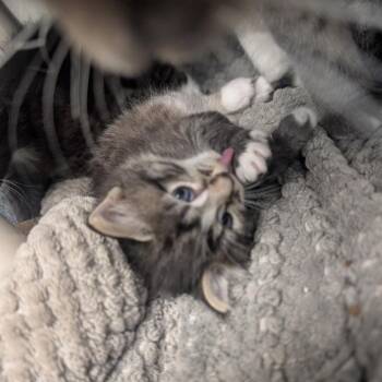 Domestic Medium Hair Cats Available for Adoption in Durango, Colorado - Lino | PetCurious