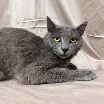 Domestic Short Hair Cats Available for Adoption in Lyndhurst, Virginia - Cipher | PetCurious