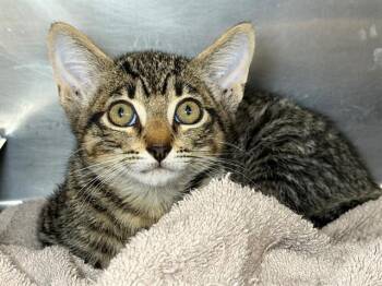 BASS -  Domestic Short Hair Cat for Adoption in Santa Rosa, California - BASS | PetCurious