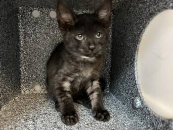 Braid -  Domestic Short Hair Cat for Adoption in New York, New York - Braid | PetCurious