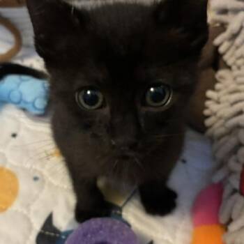 Miss Peacock -  Domestic Short Hair Cat for Adoption in Beaverton, Oregon - Miss Peacock | PetCurious