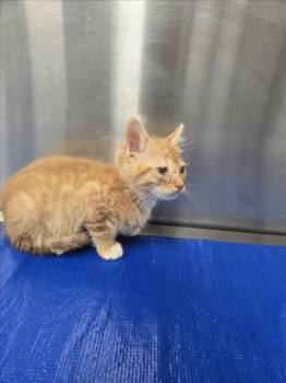 PUFFIN -  Domestic Short Hair Cat for Adoption in Hagerstown, Maryland - PUFFIN | PetCurious