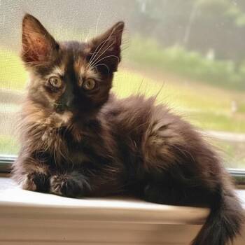 Summer -  Domestic Short Hair Cat for Adoption in Houston, Texas - Summer | PetCurious