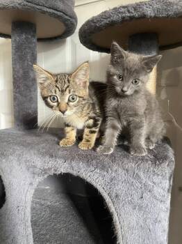 Rescue American Shorthair Cats for Adoption in Leon, Kansas - Gecko & Ant | PetCurious