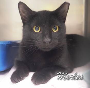 Rescue Domestic Short Hair Cats for Adoption in Middle Township, New Jersey - Merlin | PetCurious
