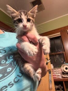 Domestic Short Hair Cats Available for Adoption in Grand Rapids, Michigan - Alice | PetCurious