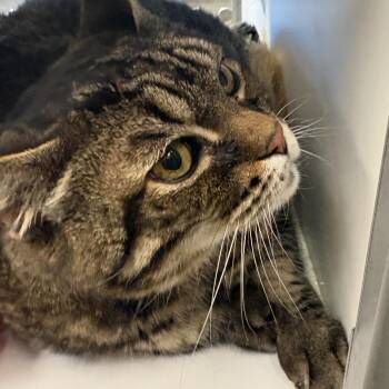 Tank -  Domestic Medium Hair Cat for Adoption in Temecula, California - Tank | PetCurious