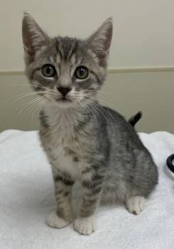 Rory -  Domestic Short Hair Cat for Adoption in Santa Rosa, California - Rory | PetCurious