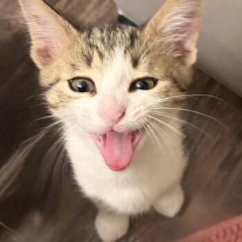 Kettle Corn -  Domestic Short Hair Cat for Adoption in Fishers, Indiana - Kettle Corn | PetCurious