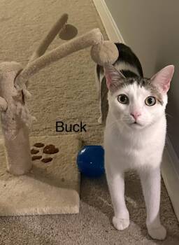 Buck -  Domestic Short Hair Cat for Adoption in Ruther Glen, Virginia - Buck | PetCurious