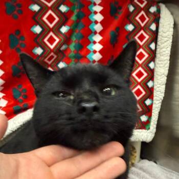 Meatloaf -  Domestic Short Hair Cat for Adoption in Mentor, Ohio - Meatloaf | PetCurious