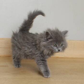 Domestic Medium Hair Cats Available for Adoption in Minnetonka, Minnesota - Mike C69116 | PetCurious