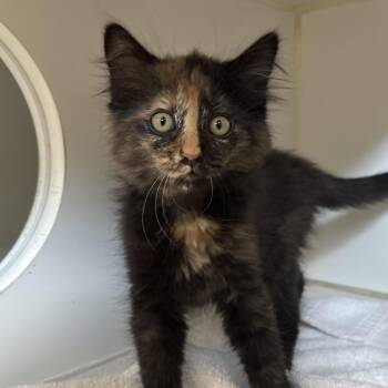 Kiley -  Domestic Medium Hair Cat for Adoption in Naperville, Illinois - Kiley | PetCurious