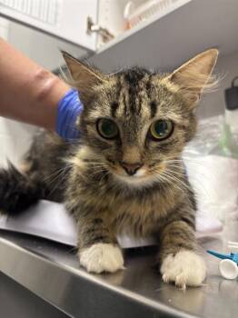 MANILLA -  Domestic Short Hair Cat for Adoption in Indianapolis, Indiana - MANILLA | PetCurious