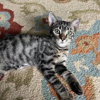 Roger -  Domestic Short Hair Cat for Adoption in Jupiter, Florida - Roger | PetCurious