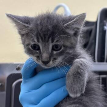 Bobby -  Domestic Short Hair Cat for Adoption in West Palm Beach, Florida - Bobby | PetCurious