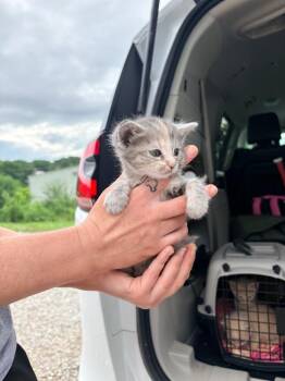 Abbott Kitten 2 -  Domestic Short Hair Cat for Adoption in Morgantown, Kentucky - Abbott Kitten 2 | PetCurious