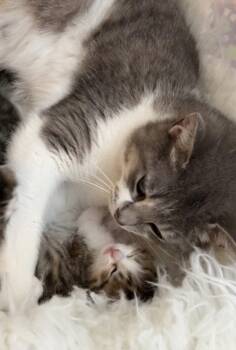 Abby Rose -  Domestic Short Hair Cat for Adoption in Walled Lake, Michigan - Abby Rose | PetCurious