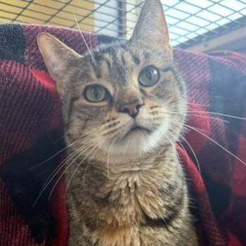 CRUISE -  Domestic Short Hair Cat for Adoption in Fernandina Beach, Florida - CRUISE | PetCurious