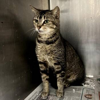 Domestic Short Hair Cats Available for Adoption in New York, New York - Dee Dee | PetCurious