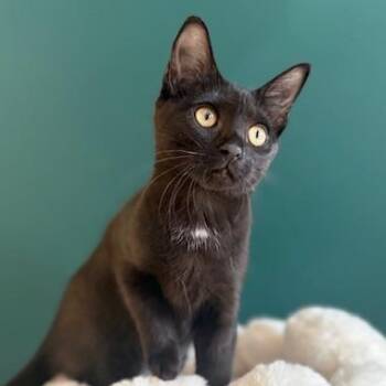 Domestic Short Hair Cats Available for Adoption - Novel | PetCurious
