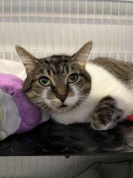 Salsa Muffin -  Domestic Short Hair Cat for Adoption in Toronto, Ontario - Salsa Muffin | PetCurious