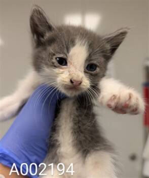 Rescue Domestic Short Hair Cats for Adoption in Ontario, California - ALICE- IN FOSTER | PetCurious