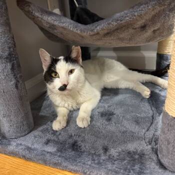 Rescue Domestic Short Hair Cats for Adoption - Oliver | PetCurious