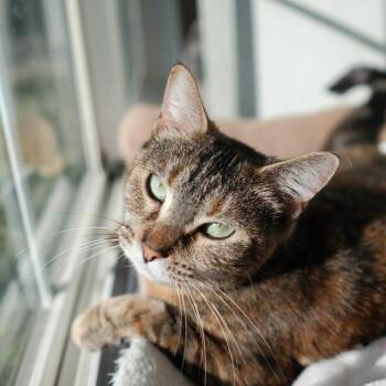 Domestic Short Hair Cats Available for Adoption - Moana | PetCurious