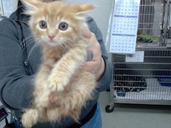 COOPER -  Domestic Medium Hair Cat for Adoption in Salinas, California - COOPER | PetCurious