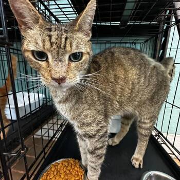 Mister Fantastic -  Domestic Short Hair Cat for Adoption in Gadsden, Alabama - Mister Fantastic | PetCurious