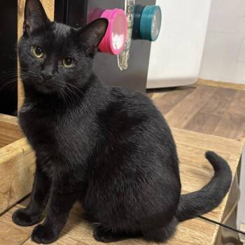 Domestic Short Hair Cats Available for Adoption - Olive | PetCurious