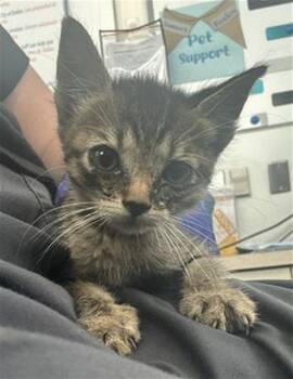 Rescue Domestic Short Hair Cats for Adoption in Dallas, Texas - GRACIE | PetCurious