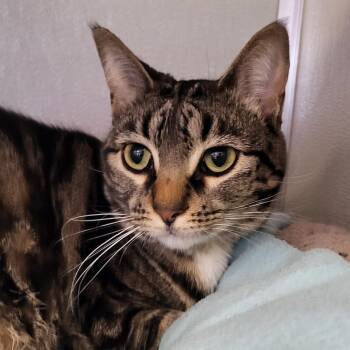 Thermos -  Domestic Short Hair Cat for Adoption in Grayslake, Illinois - Thermos | PetCurious