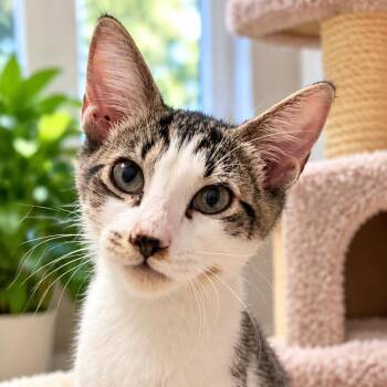 Hopper -  Domestic Short Hair Cat for Adoption in Antioch, California - Hopper | PetCurious