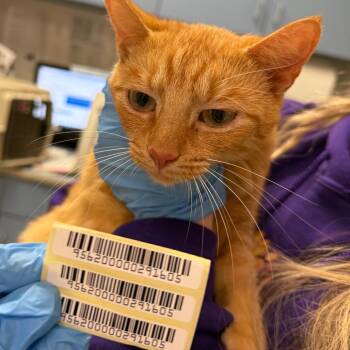 Darcy -  Domestic Medium Hair Cat for Adoption in Charleston, West Virginia - Darcy | PetCurious