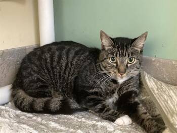 BETTY -  Domestic Short Hair Cat for Adoption in Tustin, California - BETTY | PetCurious