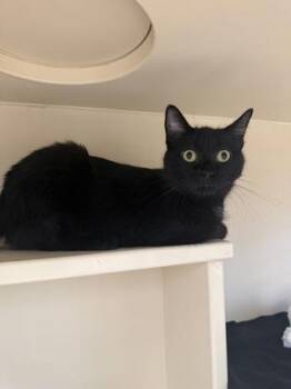 Lola -  Domestic Short Hair Cat for Adoption in Westland, Michigan - Lola | PetCurious